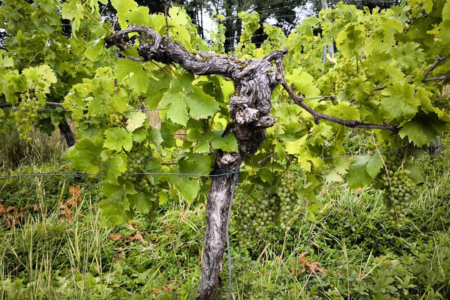 Weinstock für nachgedacht-Impuls 'Weinlese', Oktober 2026 Ein alter Weinstock, die Zweige gestützt durch Drähte, trägt viele grüne Weinbeeren.