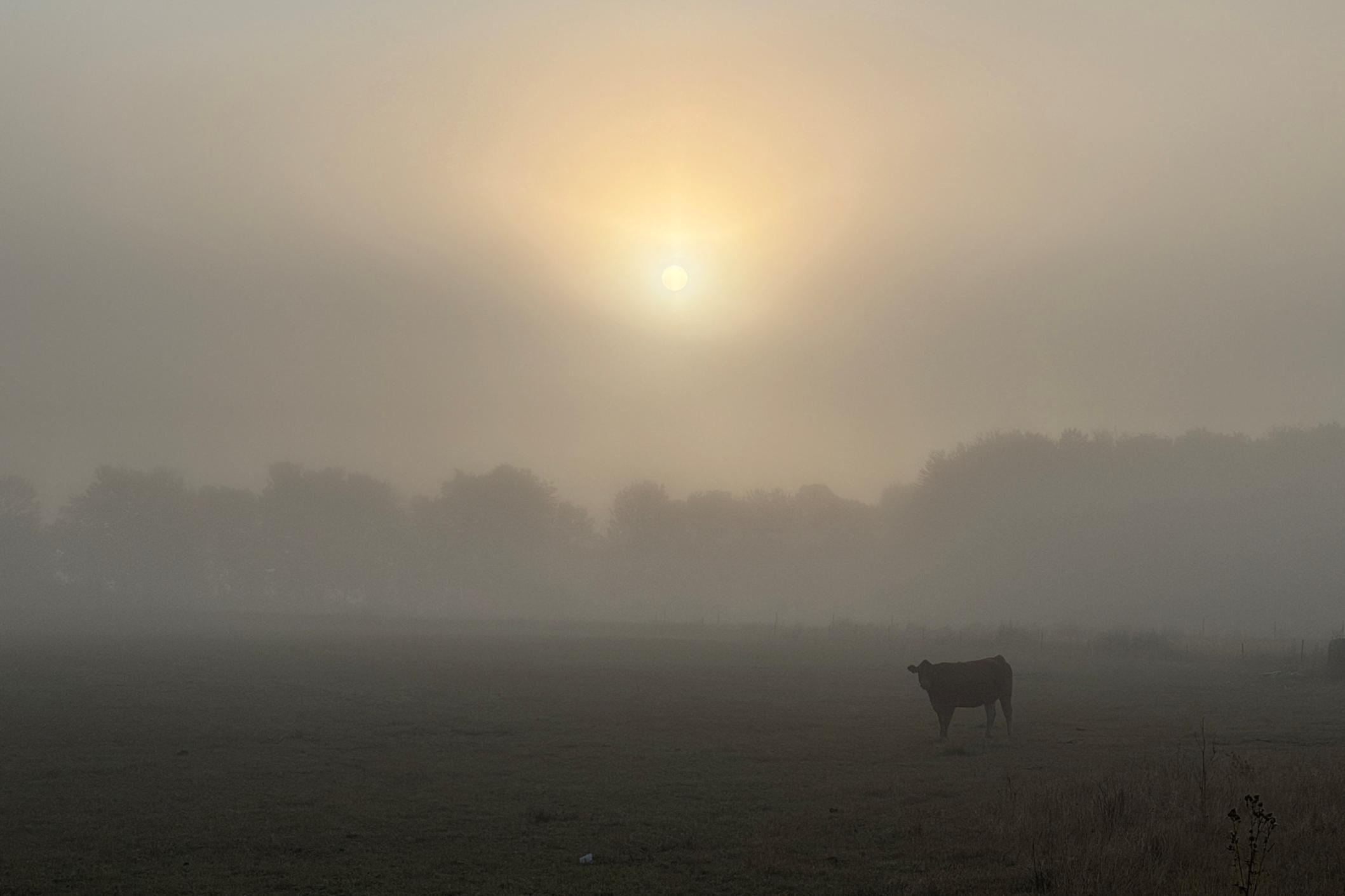 Nebel für nachgedacht-Impuls 'Novembergedanken', November 2026 Das Bild zeigt ein Rind auf einer Weide, die im Hintergrund von einer Baumreihe begrenzt wird. Alles liegt im Nebel. Die Sonne ist zu erahnen.